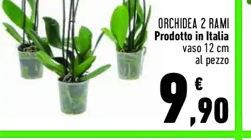 Orchidea 2 rami