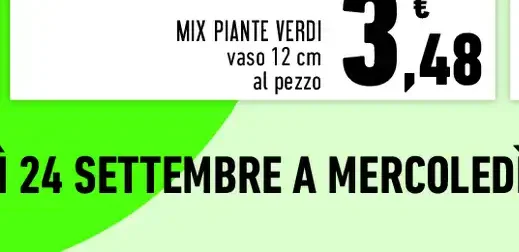 Mix piante verdi