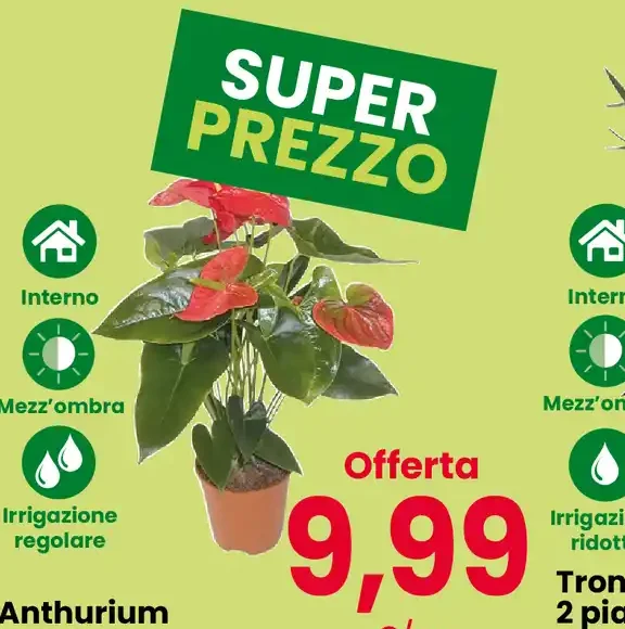 Anthurium