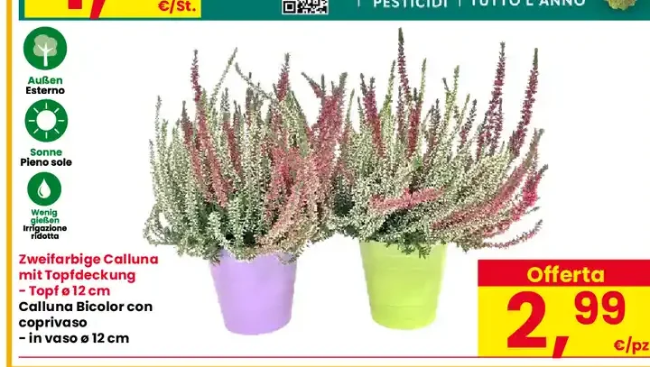 Calluna bicolore