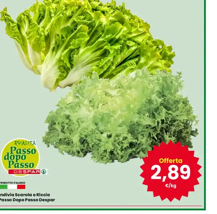 Indivia scarola o riccia Passo Dopo Passo Despar