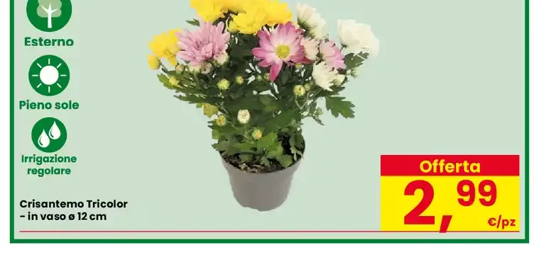 Crisantemo Tricolor