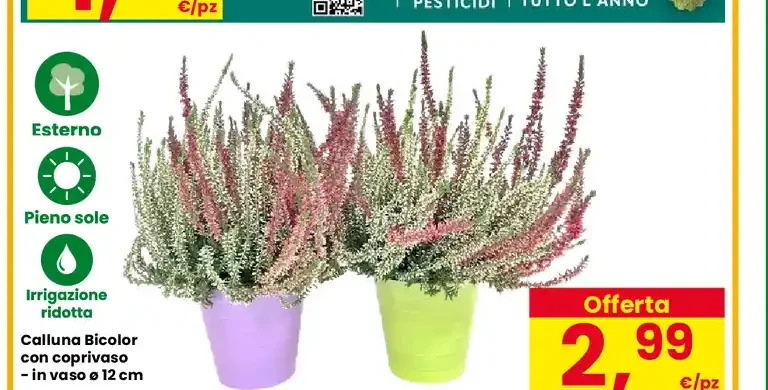 Calluna Bicolor