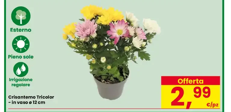 Crisantemo Tricolor