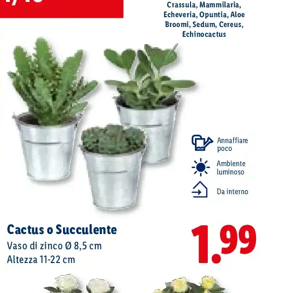 Cactus o succulente
