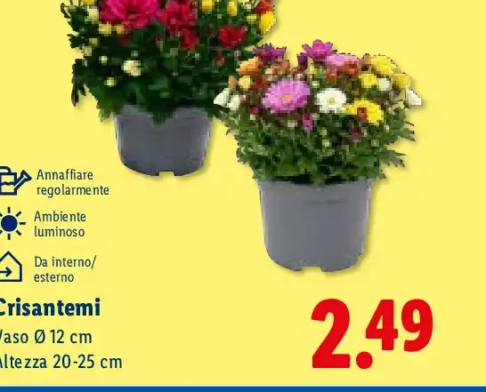 Crisantemi