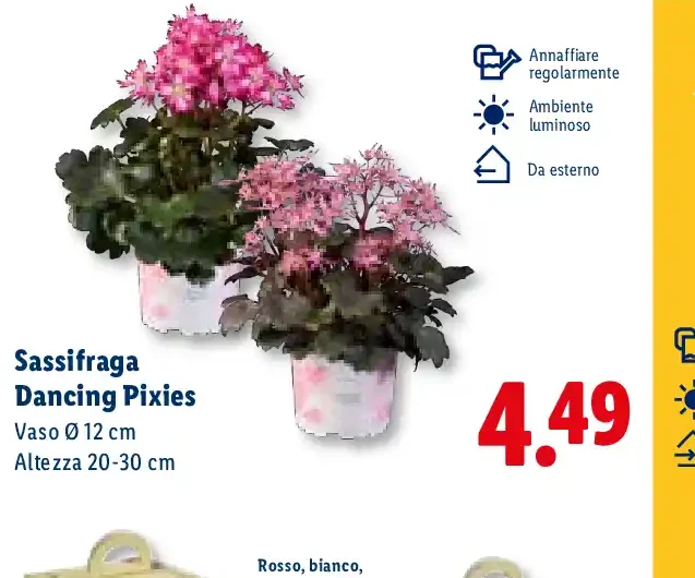 Sassifraga Dancing Pixies