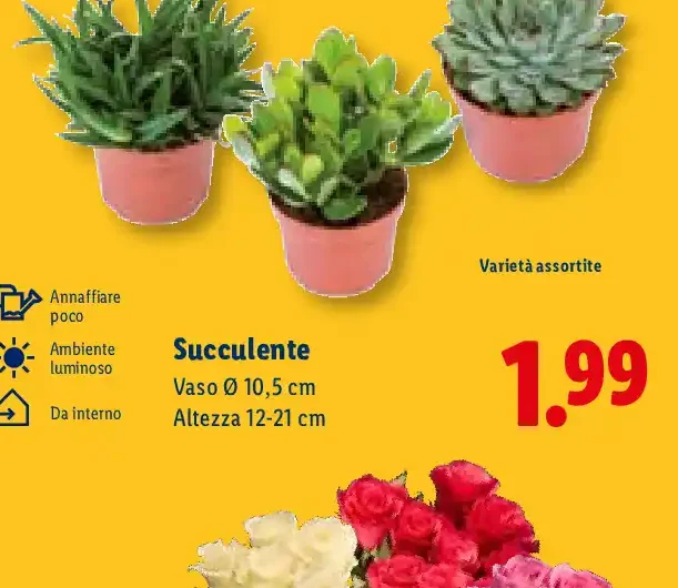 Succulente