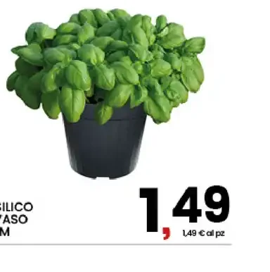 Basilico in vaso