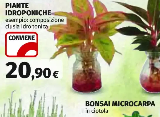 Piante idroponiche