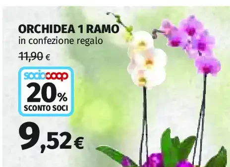 Orchidea 1 ramo