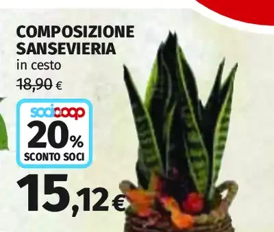 Composizione Sansevieria