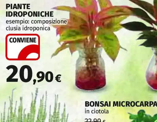 Piante idroponiche