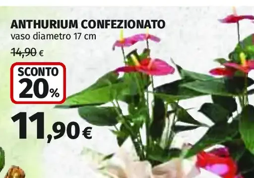 Anthurium confezionato