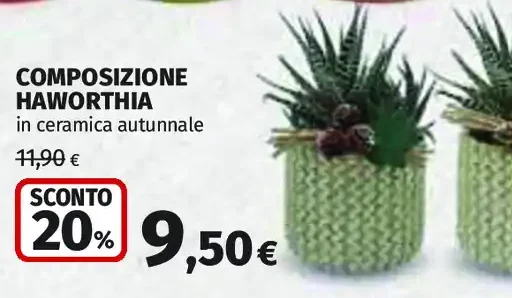 Composizione haworthia