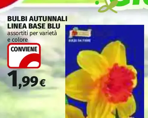 Bulbi autunnali linea Base Blu