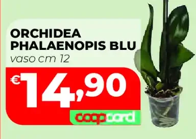Orchidea phalaenopsis blu