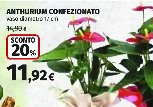 Anthurium confezionato