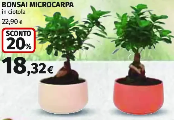 Bonsai microcarpa