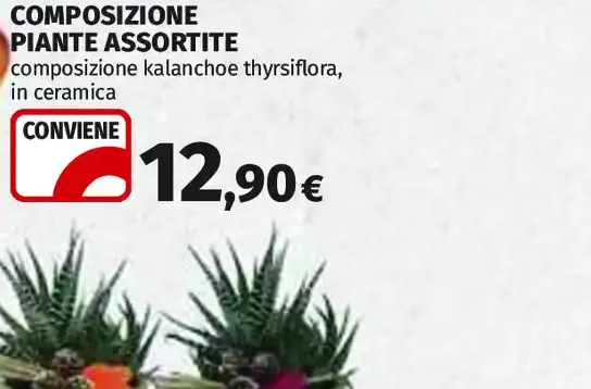 Composizione piante assortite