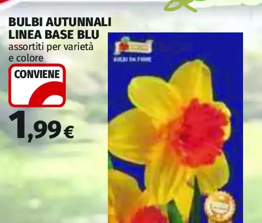 Bulbi autunnali linea base Blu