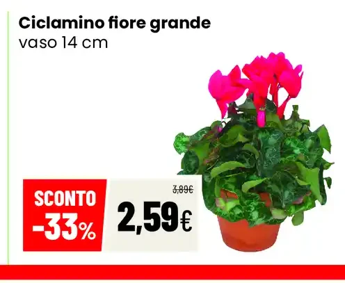 Ciclamino fiore grande