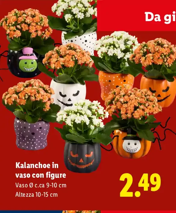 Kalanchoe in vaso con figure