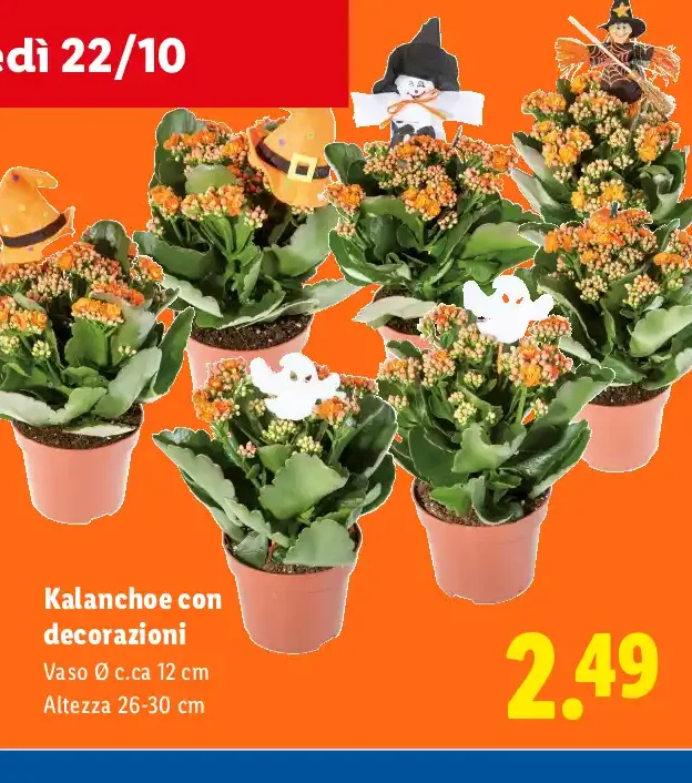 Kalanchoe con decorazioni