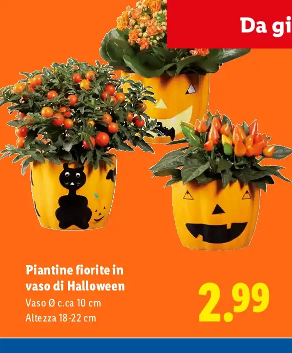 Piantine fiorite in vaso di Halloween