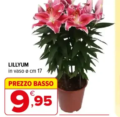 Lillyum