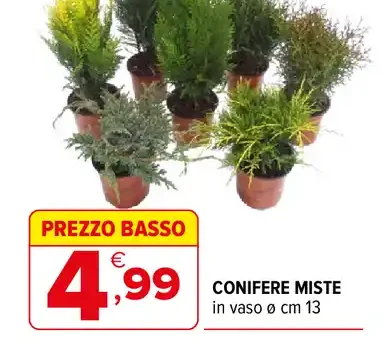 Conifere miste