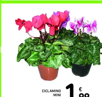 Ciclamino mini
