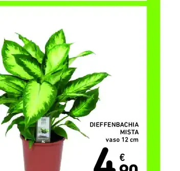 Dieffenbachia mista