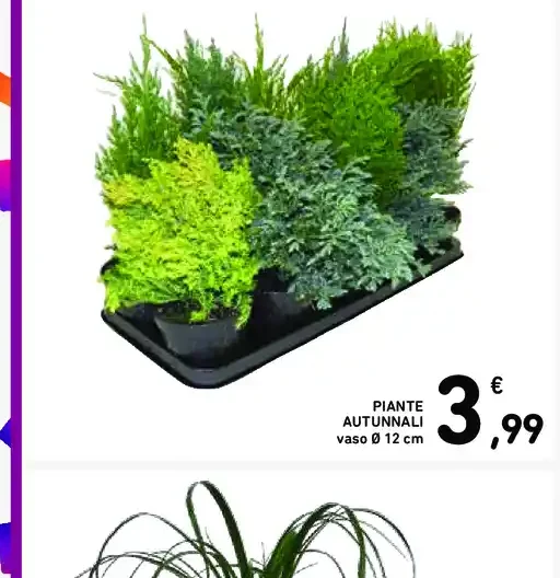 Piante autunnali