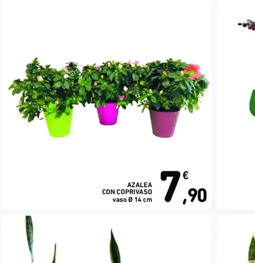Azalea con coprivaso