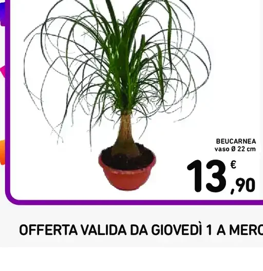 Beaucarnea