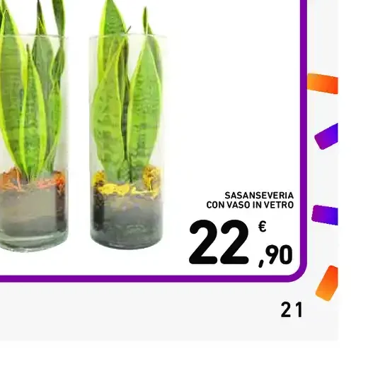Sansevieria