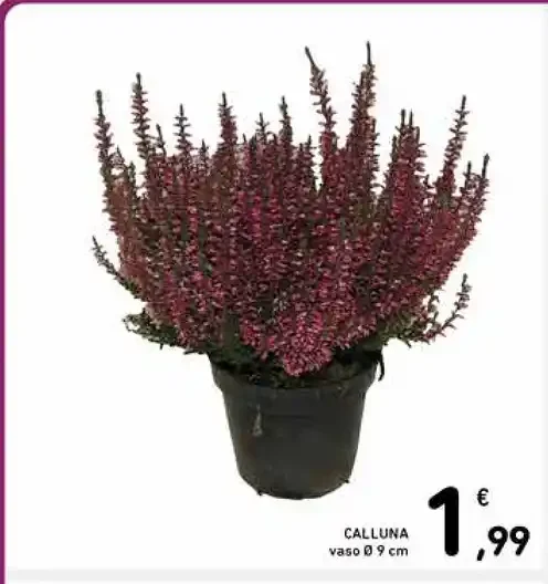 Calluna