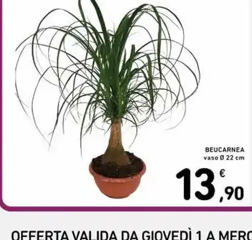 Beaucarnea