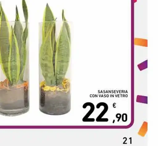 Sansevieria con vaso in vetro