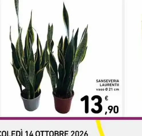 Sansevieria Laurentii