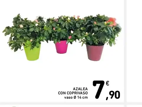 Azalea con coprivaso