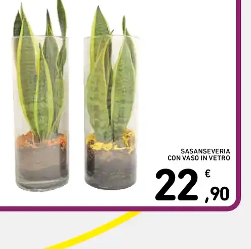 Sansevieria con vaso in vetro