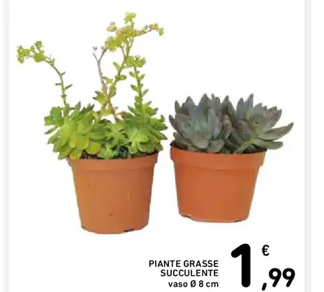 Piante grasse succulente