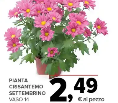 Pianta crisantemo settembrino