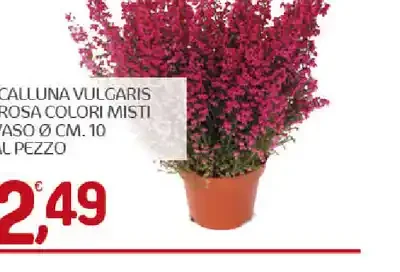 Calluna vulgaris