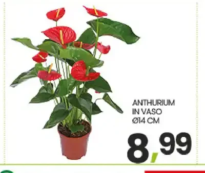 Anthurium in vaso