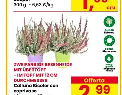 Calluna bicolore con coprivaso