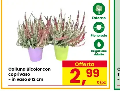 Calluna Bicolor con coprivaso
