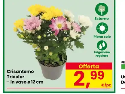 Crisantemo Tricolor